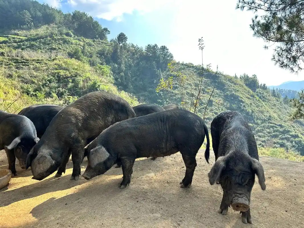 沅陵县大合坪黑猪